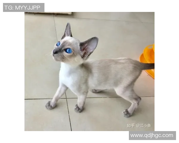 足球明星猫舍真实图片展现萌宠与运动员的温馨生活